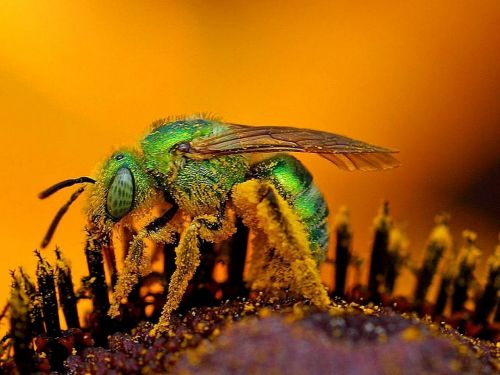 bee close up macro