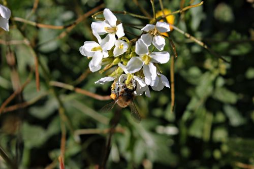 bee nectar flower