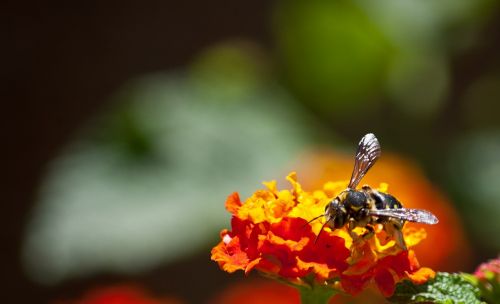 bee flower nectar