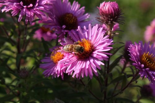 bee wasp blossom