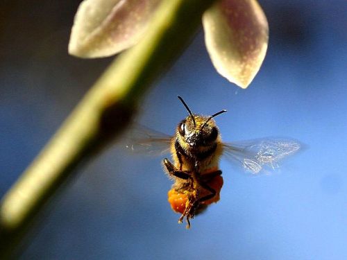 bee flying flower