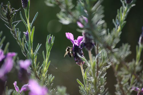 bee lavender flower