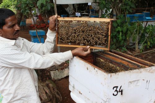 bee breeding india