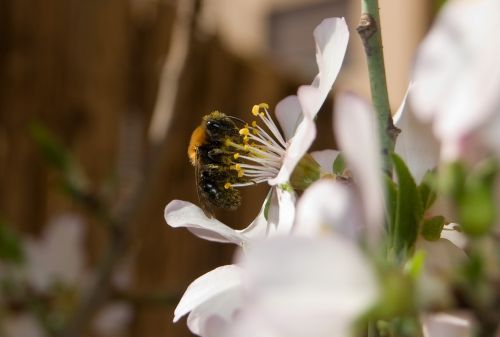 bee almond tree insect