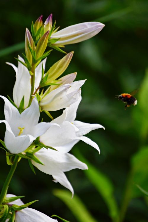 bee flower summer