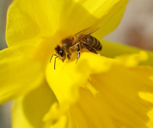 bee insect daffodil