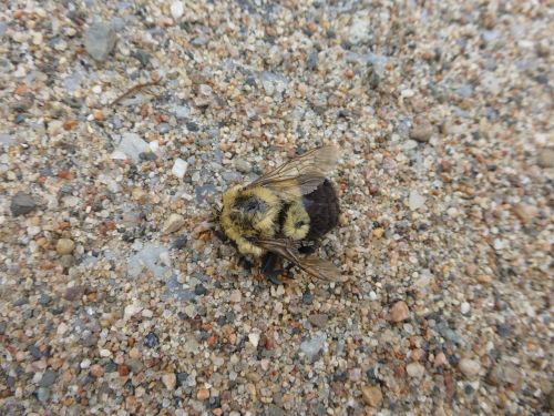 bee bumblebee dead