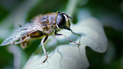 bee macro spring