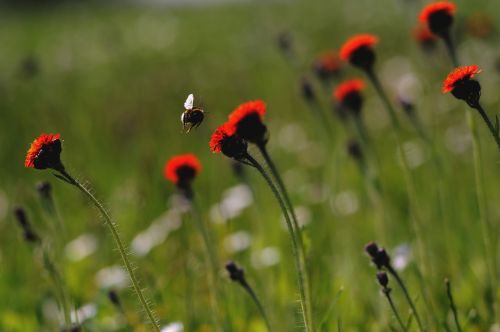 bee insect nature