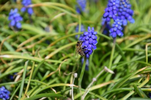 bee macro muscari