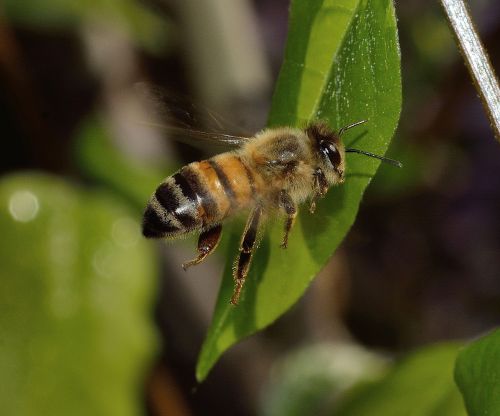 bee mellifera nature