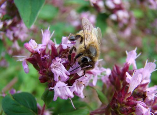 bee insect thyme