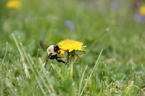 bee dandelion spring