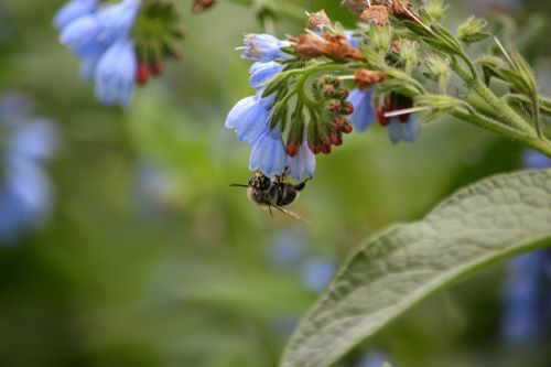 bee flower nectar