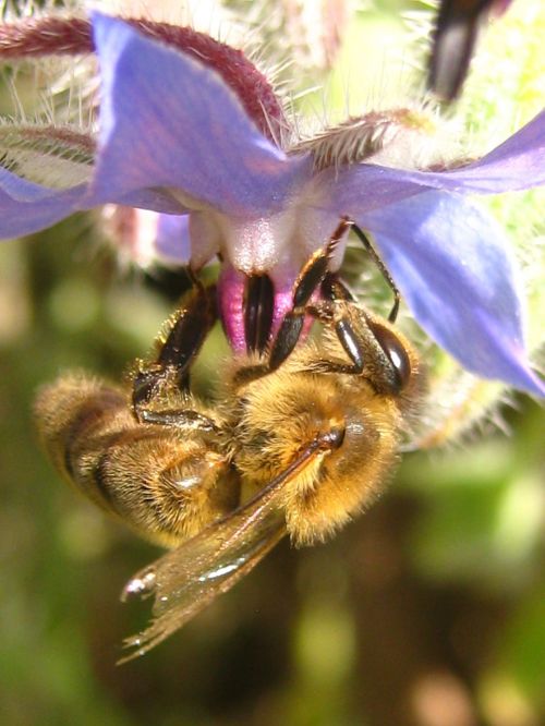 bee apis mellifera flower