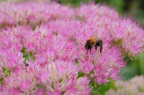bee flower pollen