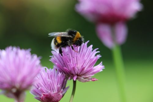 bee bumble bee bumblebee