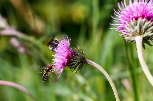 bee flower flowers