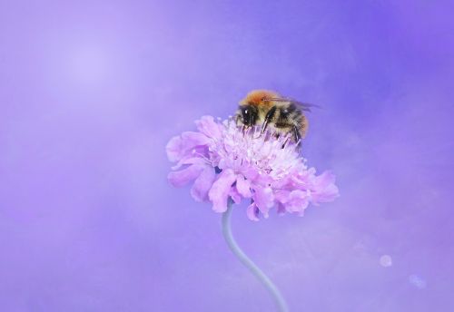 bee hummel insect