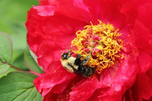bee bumble bee polen