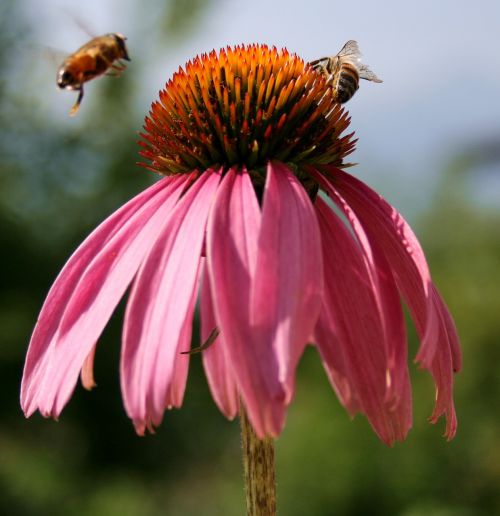 bee flower macro