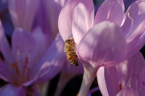 bee flower macro