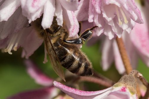 bee insect blossom