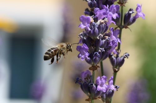 bee macro approach