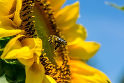 bee sun flower yellow