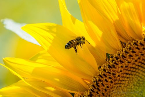 bee sun flower yellow
