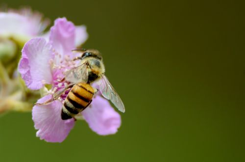 bee flower yellow