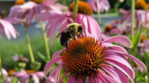 bee coneflower insects