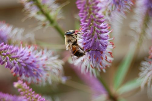 bee bumblebee bug