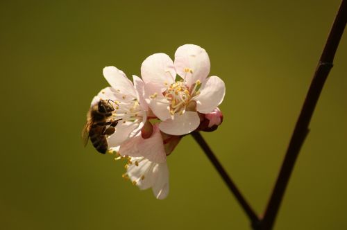 bee flower flowers