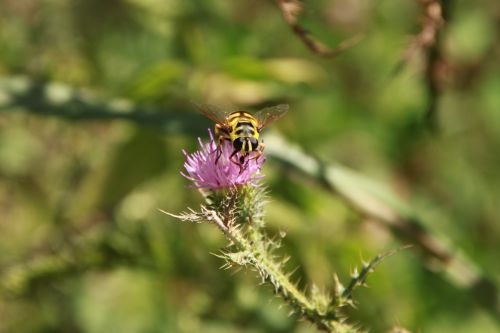 bee black flowers