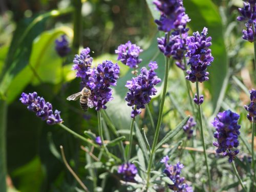 bee flower insect