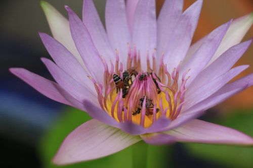 bee lotus flower