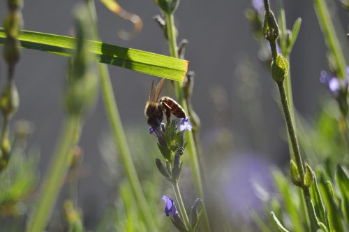 bee nature lavender