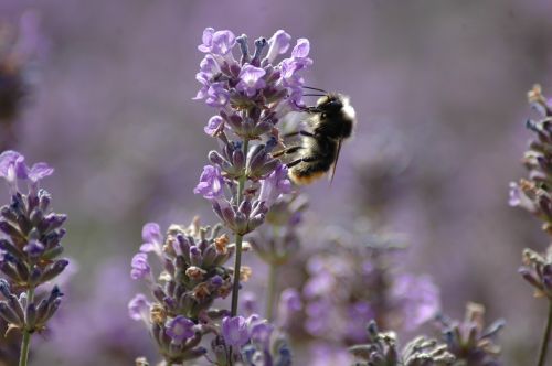 bee lavender pollen