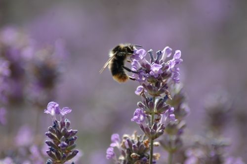 bee garden honey