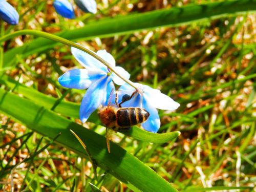 bee spring nature