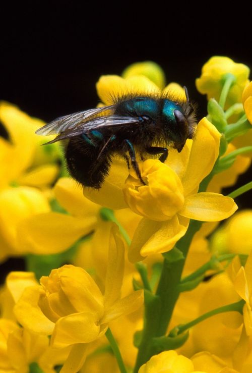 bee pollen insect