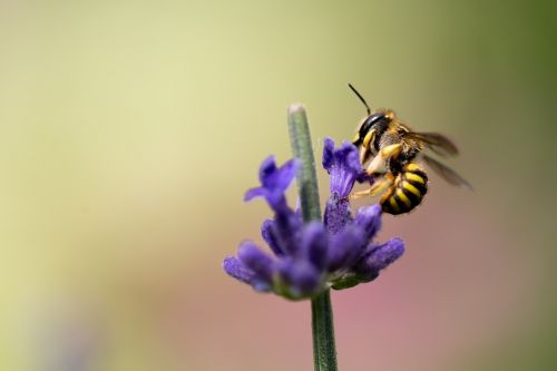bee flower pollinate