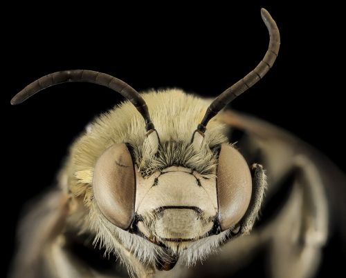 bee anthophora montana macro