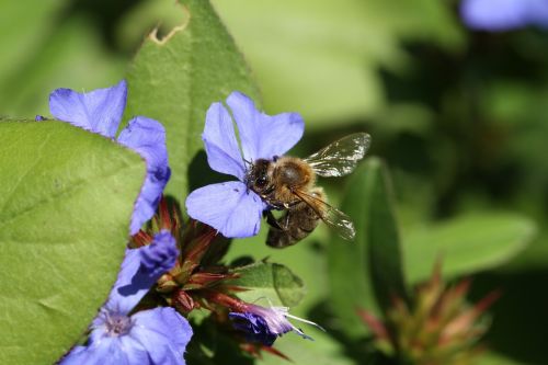 bee blossom bloom