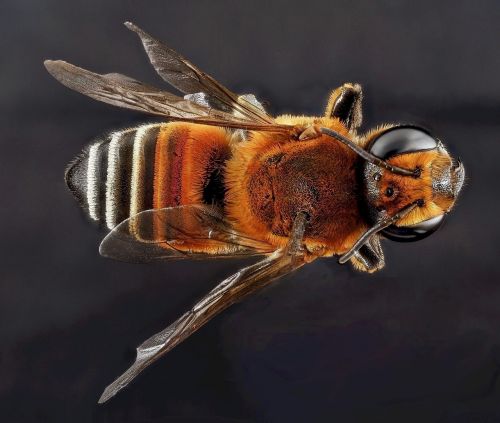 bee halictus macro