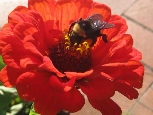 bee flower clemens gardens