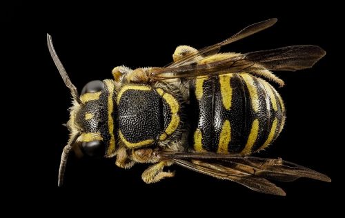 bee macro insect