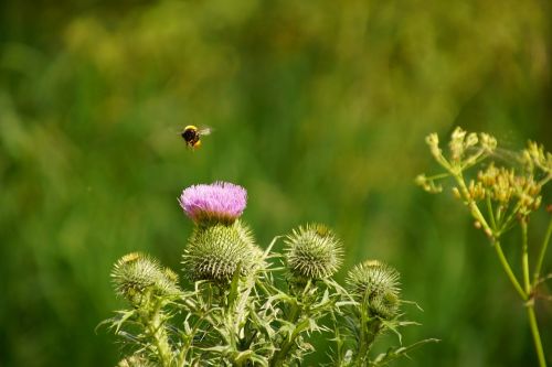 bee thistle nature