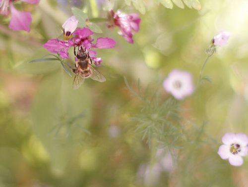 bee spring flower